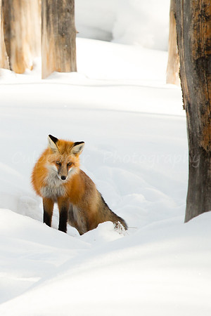 On the hunt