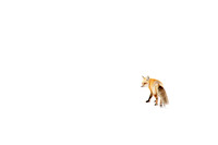Red Fox on White