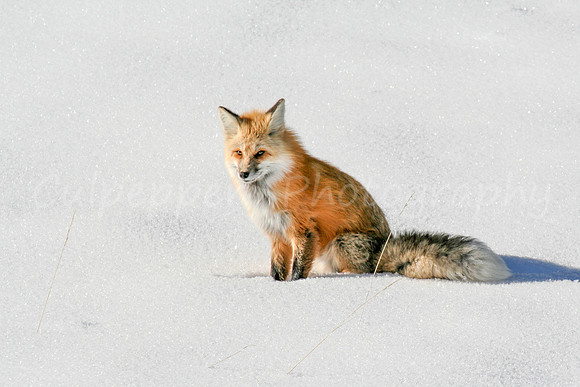 Sitting Pretty