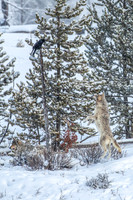 Wolf, Tree, Raven