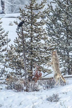 Wolf, Tree, Raven