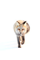 On the Prowl