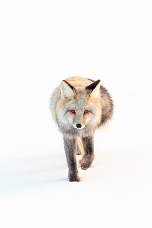 On the Prowl