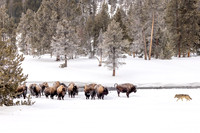 Checking on the Bison