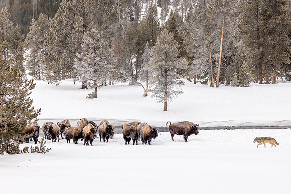 Checking on the Bison