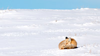 Winter's Nap
