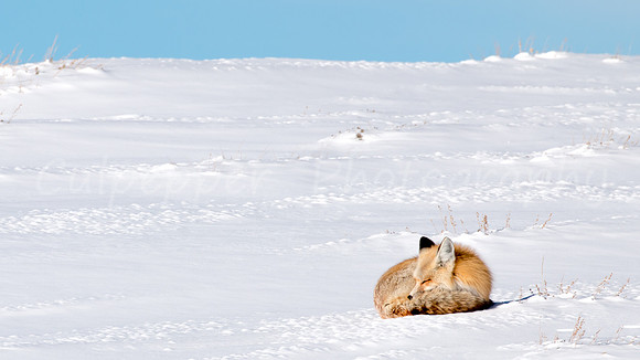 Winter's Nap