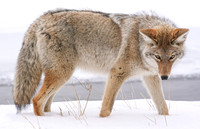 Yellow Eyes Coyote