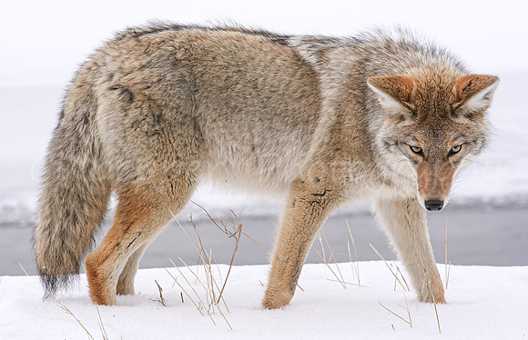 Yellow Eyes Coyote