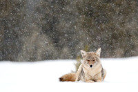 Snowy Coyote