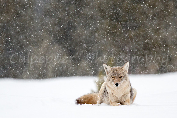 Snowy Coyote
