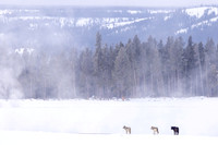 Three Wolves