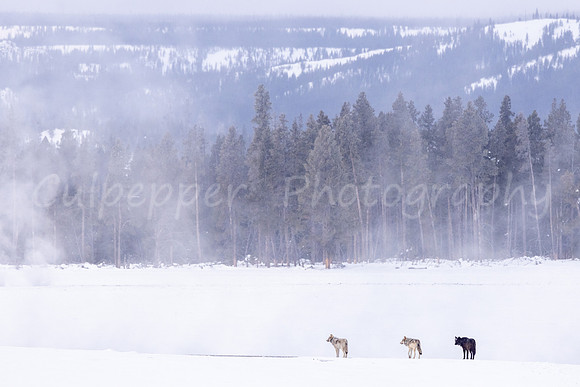 Three Wolves