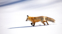 Chasing My Shadow