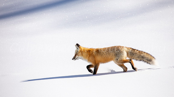 Chasing My Shadow