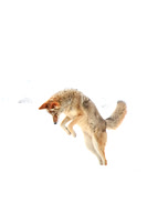 Winter Coyote