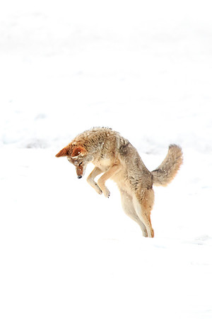 Pouncing