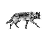 Winter Wolf