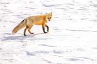 Trotting Pretty