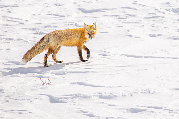 Trotting Pretty