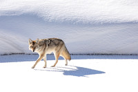 Coyote & Shadow