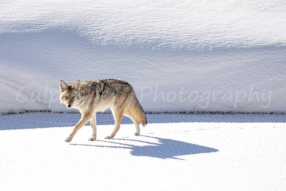 Coyote & Shadow