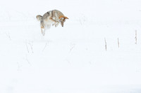Flying Coyote
