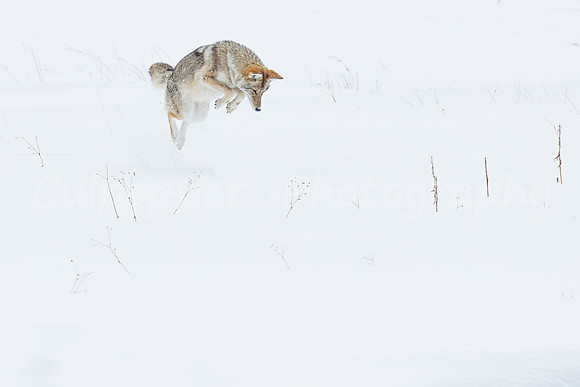 Flying Coyote