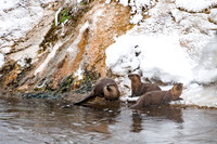 Three Thermal Otters