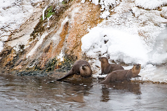 Three Thermal Otters