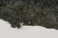 Snowy Otter