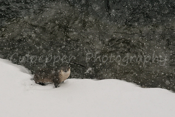 Snowy Otter