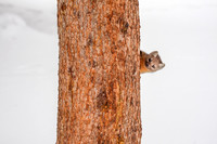 Peek a Boo Pine Marten