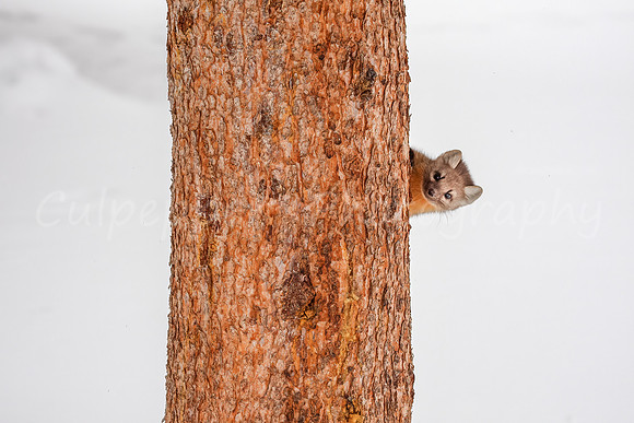 Peek a Boo Pine Marten