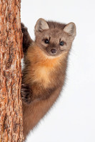 Hide n Seek Pine Marten
