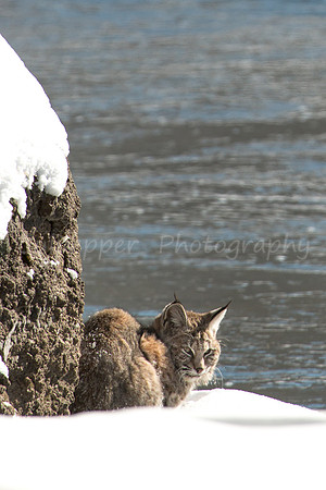 Patient Bobcat