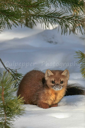 Snow on the Nose Pine Marten