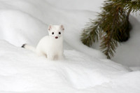 White on White Ermine