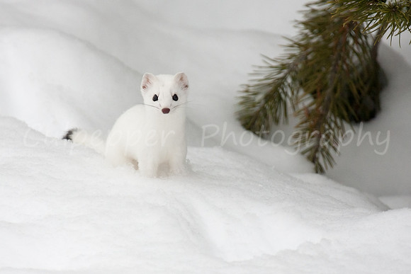 White on White Ermine