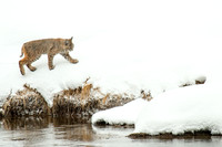 Strolling Bobcat