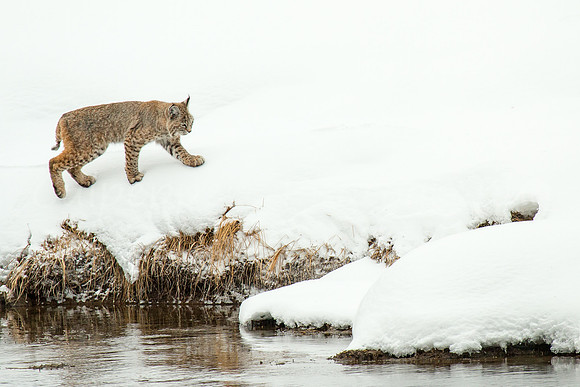 Strolling Bobcat