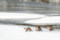 Three Otters on the Run