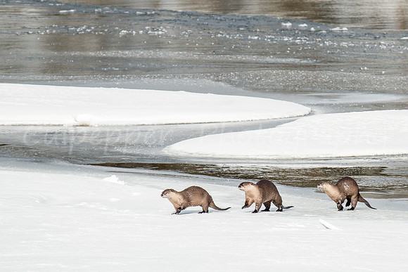 Three Otters on the Run