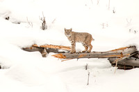 Balancing Bobcat