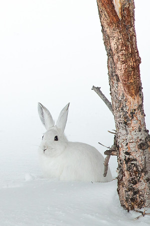 Snowshoe Hare Where