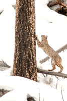 Scratching Kitty