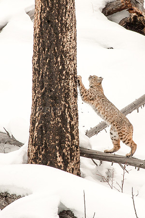 Scratching Kitty