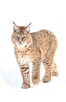 Winter Bobcat