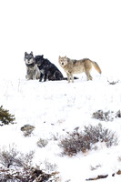 Wapiti Lake Royalty