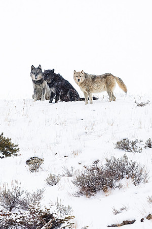 Wapiti Lake Royalty